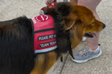 VA Therapy Dogs Visit CCAD