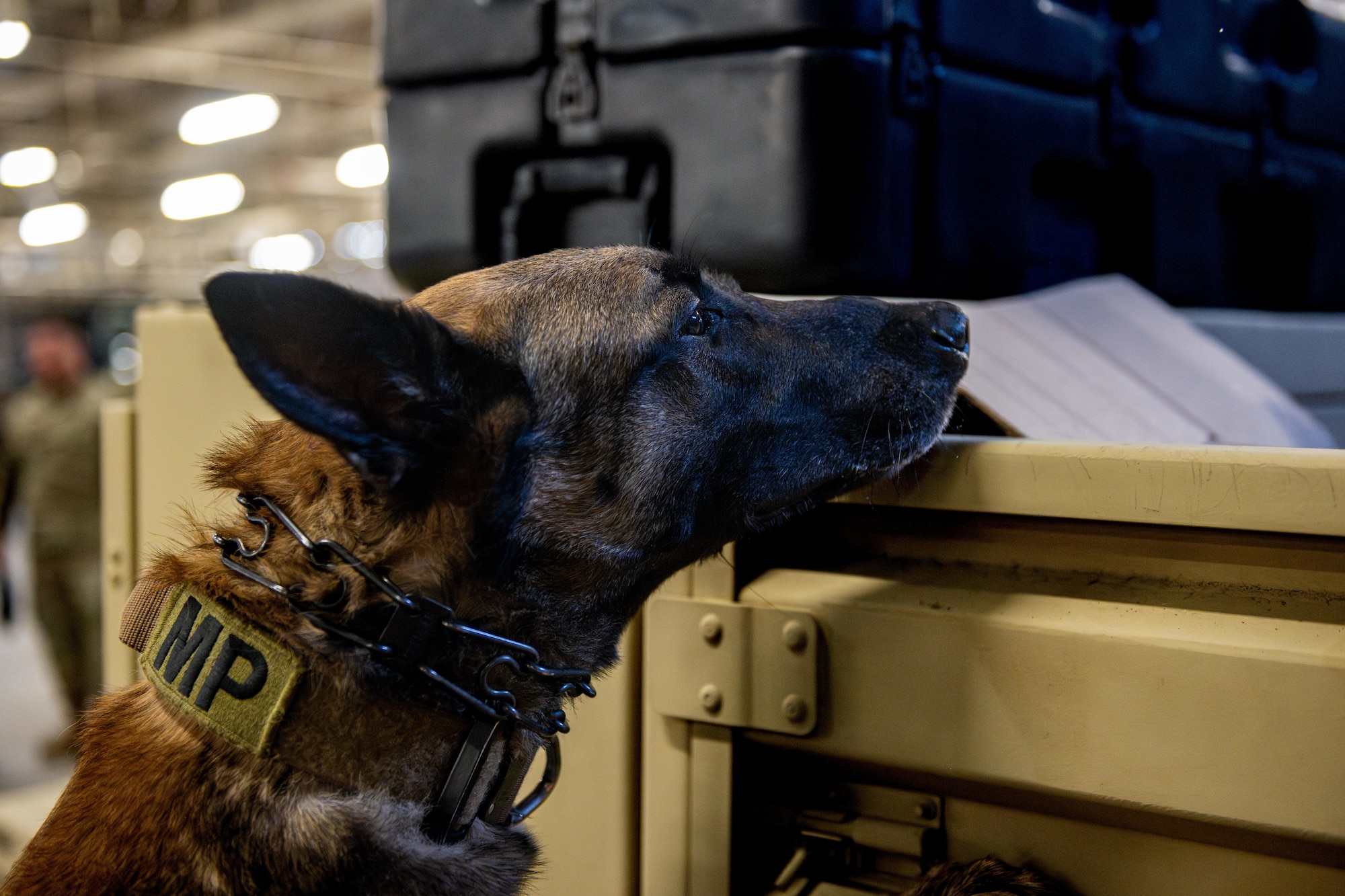 Clinton, 35th Security Forces Squadron military working dog (MWD), sniffs the back of a vehicle for a simulated bomb during a MWD certification test.