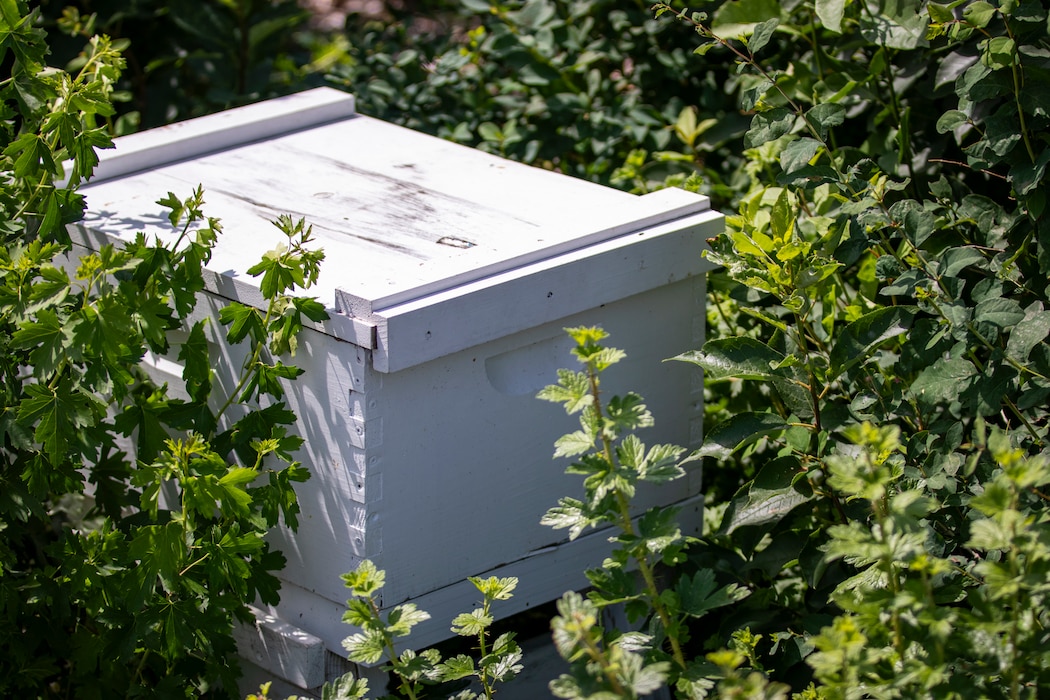 Beehive boxes are located at the U.S. Army Corps of Engineers, Omaha District’s Fort Peck Project in Montana, June 21, 2025.