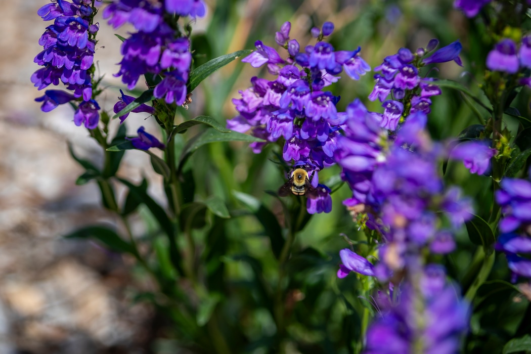 Bees rest on flowers at the U.S. Army Corps of Engineers, Omaha District’s Fort Peck Project in Montana, June 21, 2025.