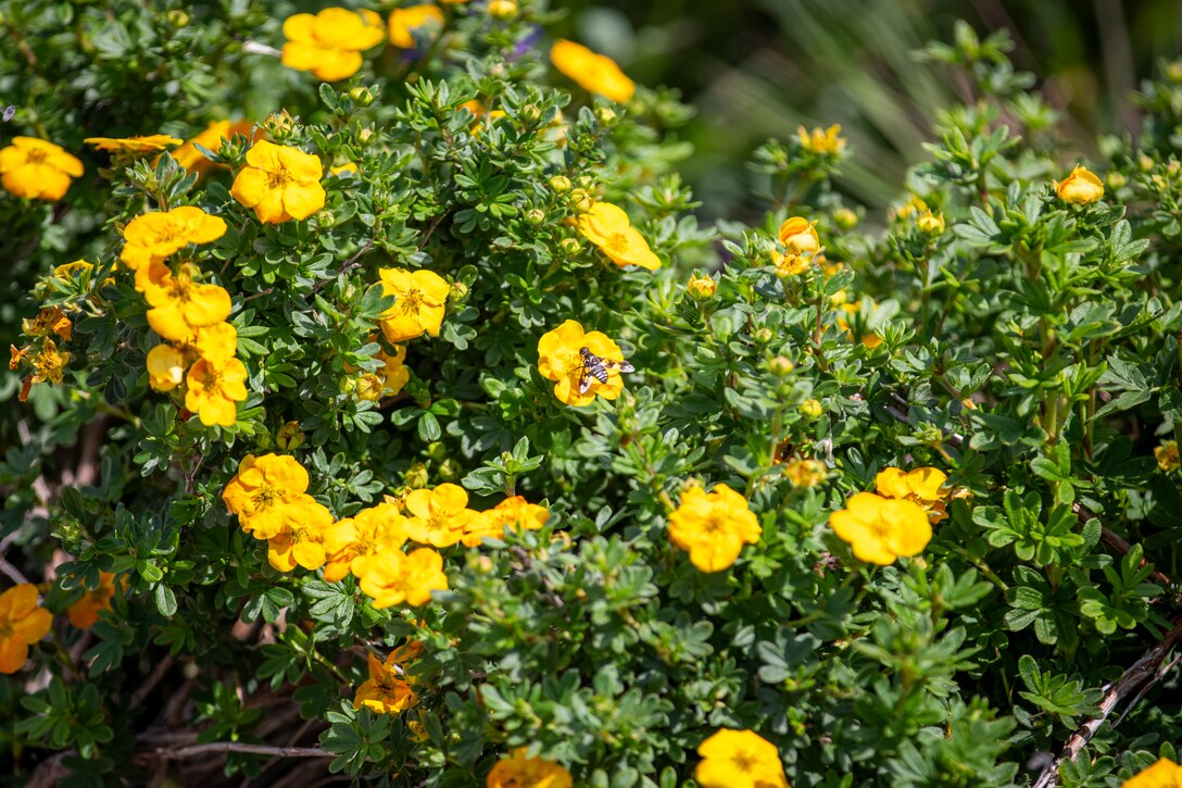 Bees rest on flowers at the U.S. Army Corps of Engineers, Omaha District’s Fort Peck Project in Montana, June 21, 2025.