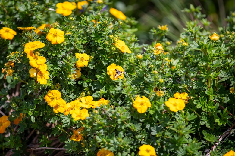 Bees rest on flowers at the U.S. Army Corps of Engineers, Omaha District’s Fort Peck Project in Montana, June 21, 2025.