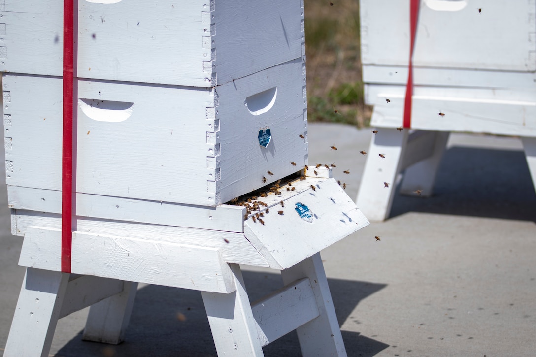 Beehive boxes are located at the U.S. Army Corps of Engineers, Omaha District’s Fort Peck Project in Montana, June 21, 2025.