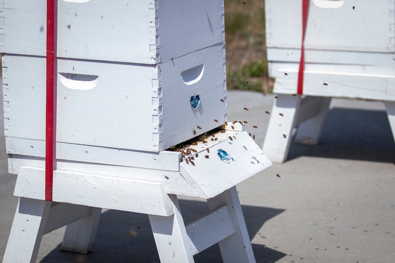 Beehive boxes are located at the U.S. Army Corps of Engineers, Omaha District’s Fort Peck Project in Montana, June 21, 2025.