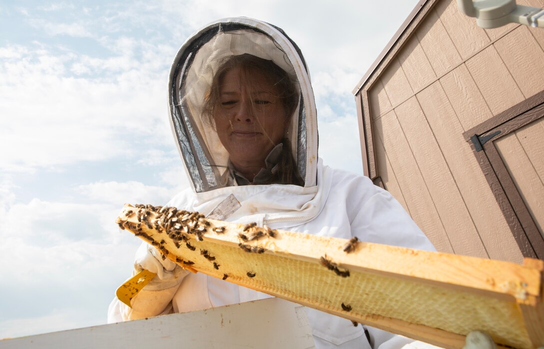 Patricia Gilbert-Ball, a natural resources specialist and park ranger with the U.S. Army Corps of Engineers, Omaha District’s Fort Peck Project in Montana, handles a honeybee hive at the project’s Bee Haven Pollinator Garden and Interpretive Trail, July 19, 2025.