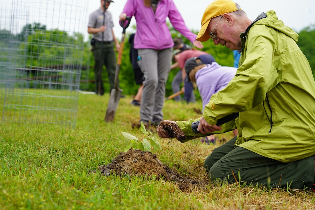 People plant chestnut trees