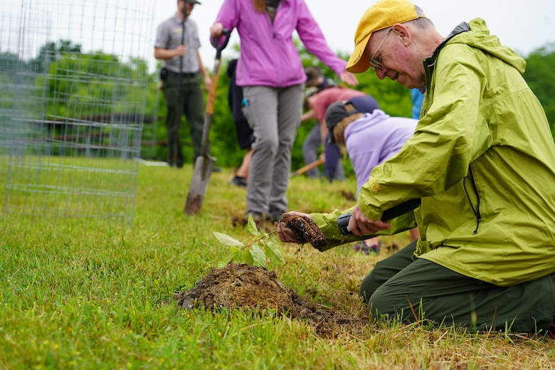 People plant chestnut trees
