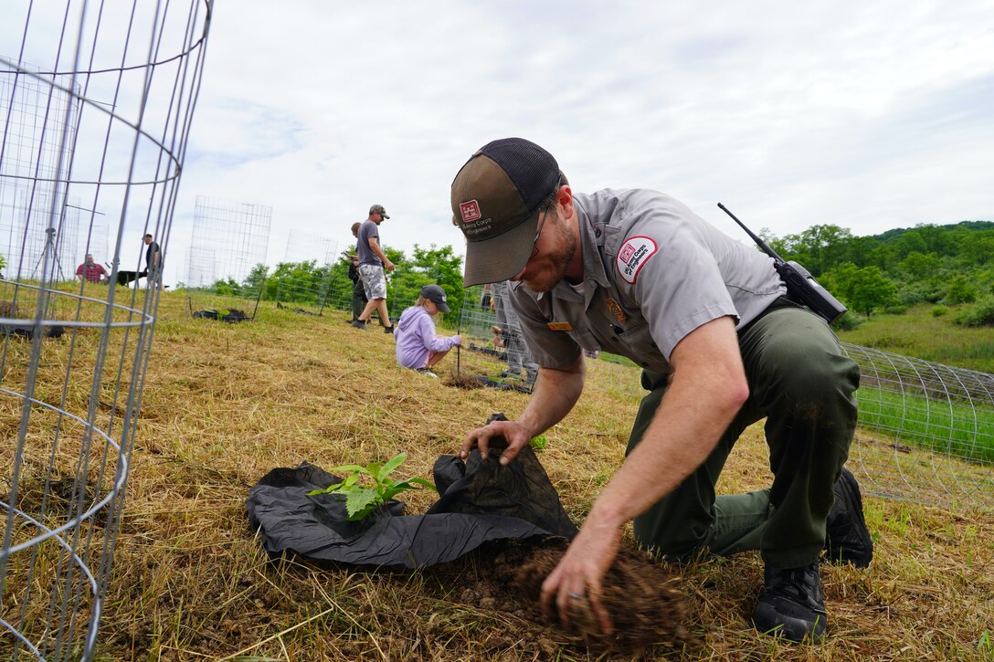 Man planting chestnut tree