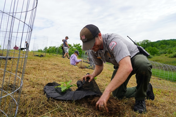 Man planting chestnut tree