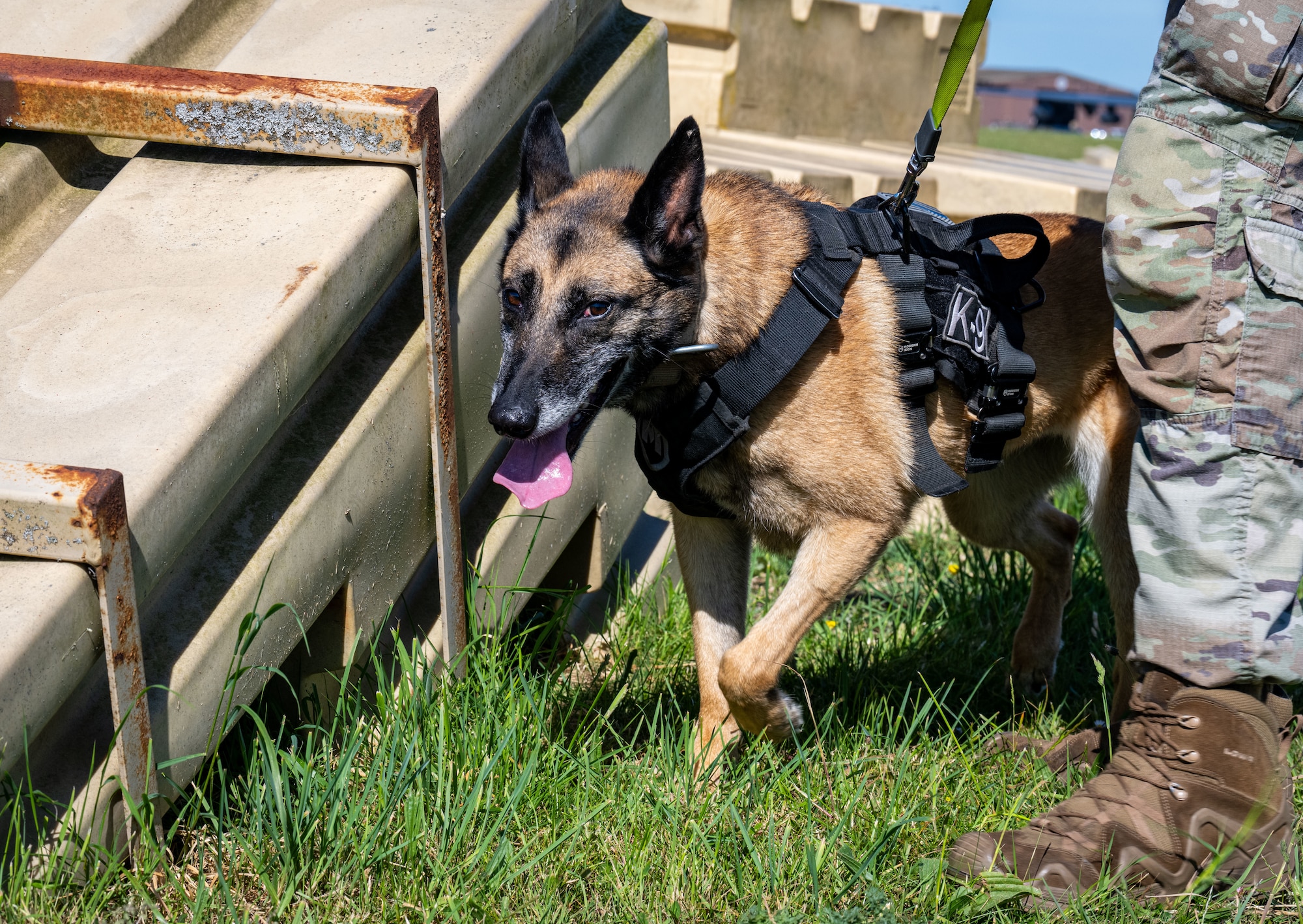 U.S. Air Force military working dog Uta, 100th Security Forces Squadron, searches for decoy explosives during a Day in the Life integration with the 100th SFS at RAF Mildenhall, England, May 30, 2025.