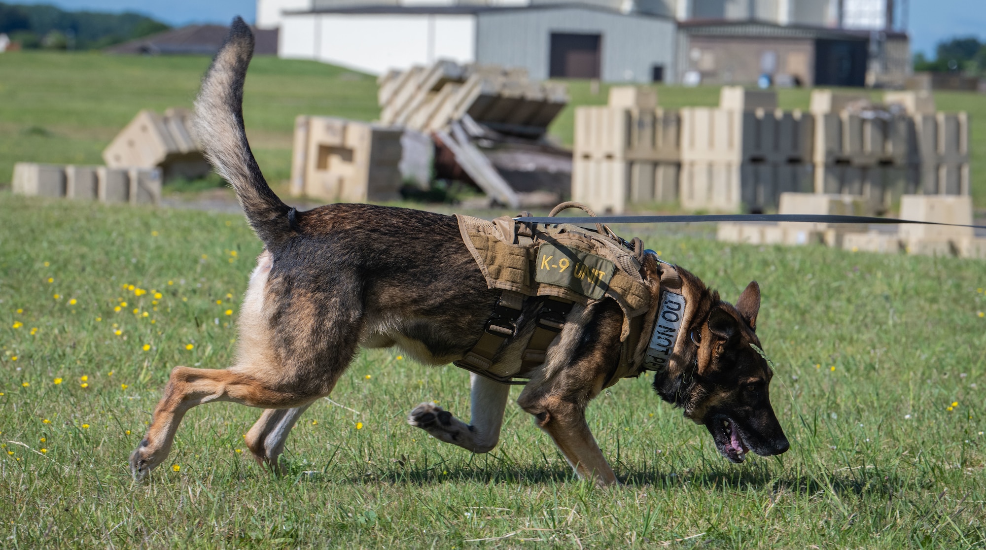 U.S. Air Force military working dog Juan, 100th Security Forces Squadron, searches for decoy explosives during a Day in the Life integration with the 100th SFS at RAF Mildenhall, England, May 30, 2025.