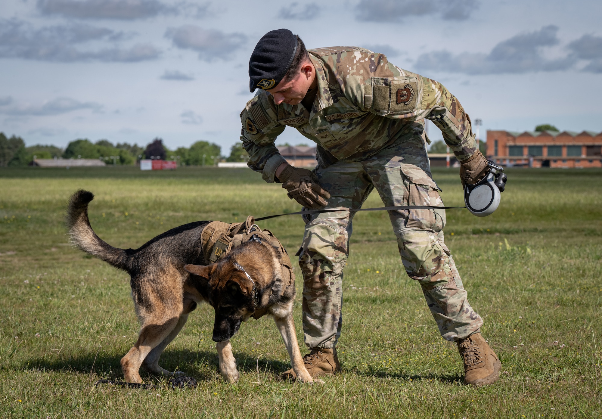 U.S. Air Force Senior Airman Samuel Mcpheron, 100th Security Forces Squadron military working dog handler, works with military working dog Juan while the canine searches for decoy explosives during a Day in the Life integration with the 100th SFS at RAF Mildenhall, England, May 30, 2025.