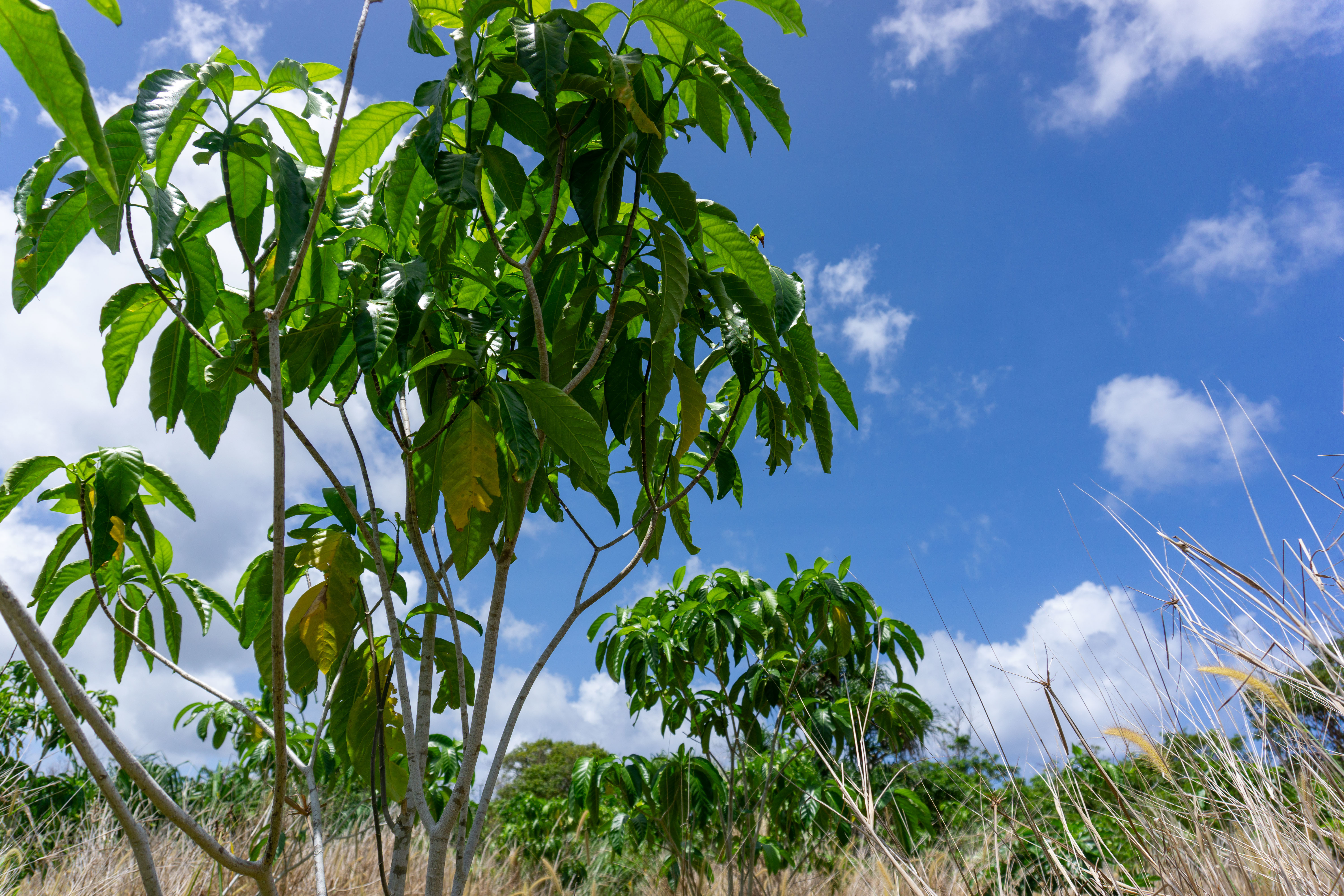 On April 3rd, at Marine Corps Base Camp Blaz, Tabernaemontana rotensis adolescent trees are vibrant and healthy within the Caiguat Forest Enhancement Site. (U.S. Marine Corps photo by Chelsey Suarez-Pierce)