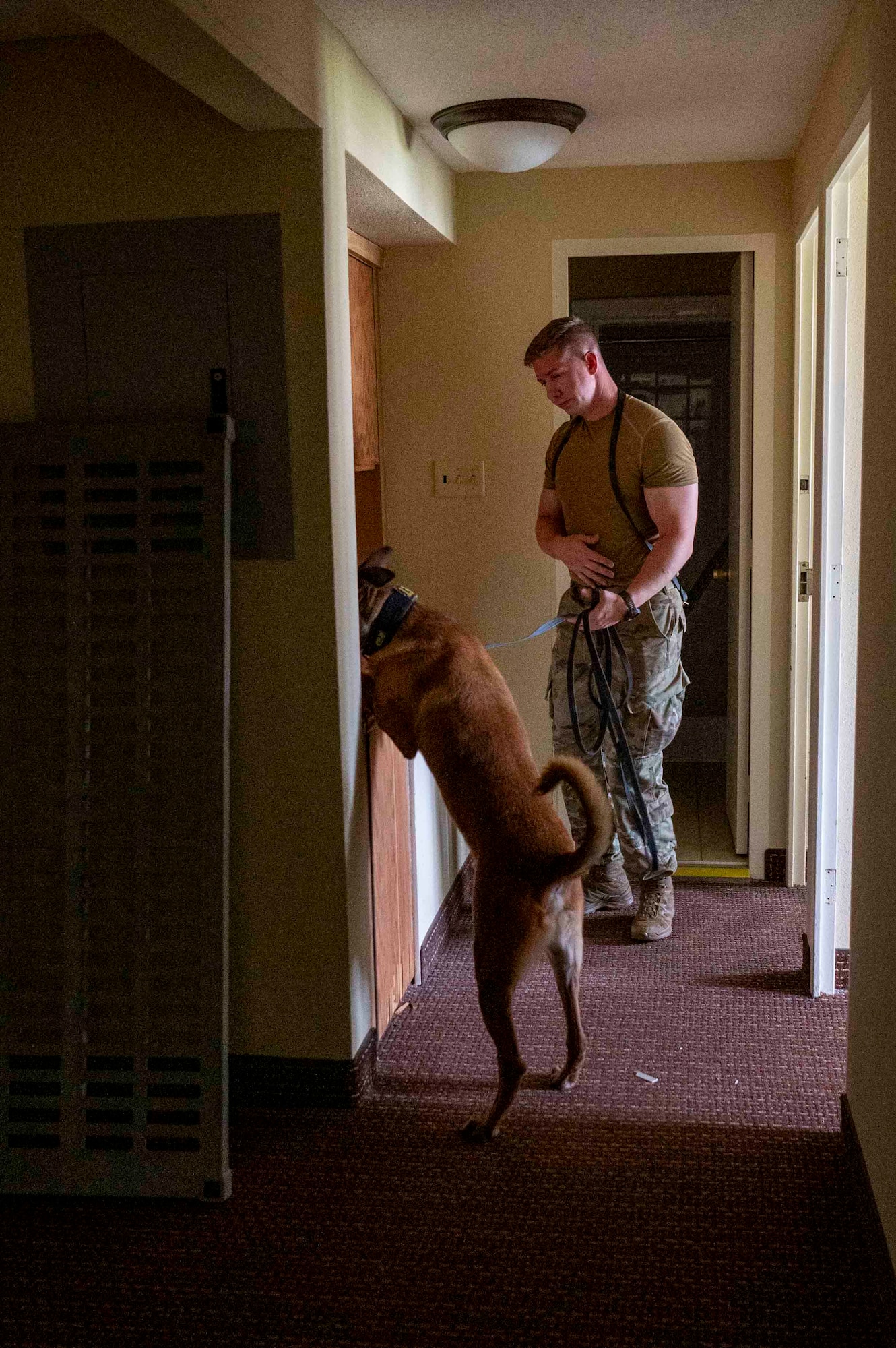 A Belgian Malinois places his front paws on a countertop. Its head is fully inside the area he is searching.