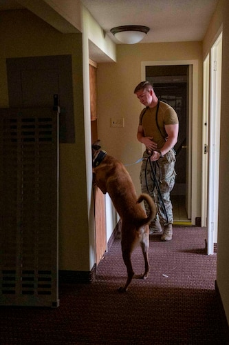 A Belgian Malinois places his front paws on a countertop. Its head is fully inside the area he is searching.