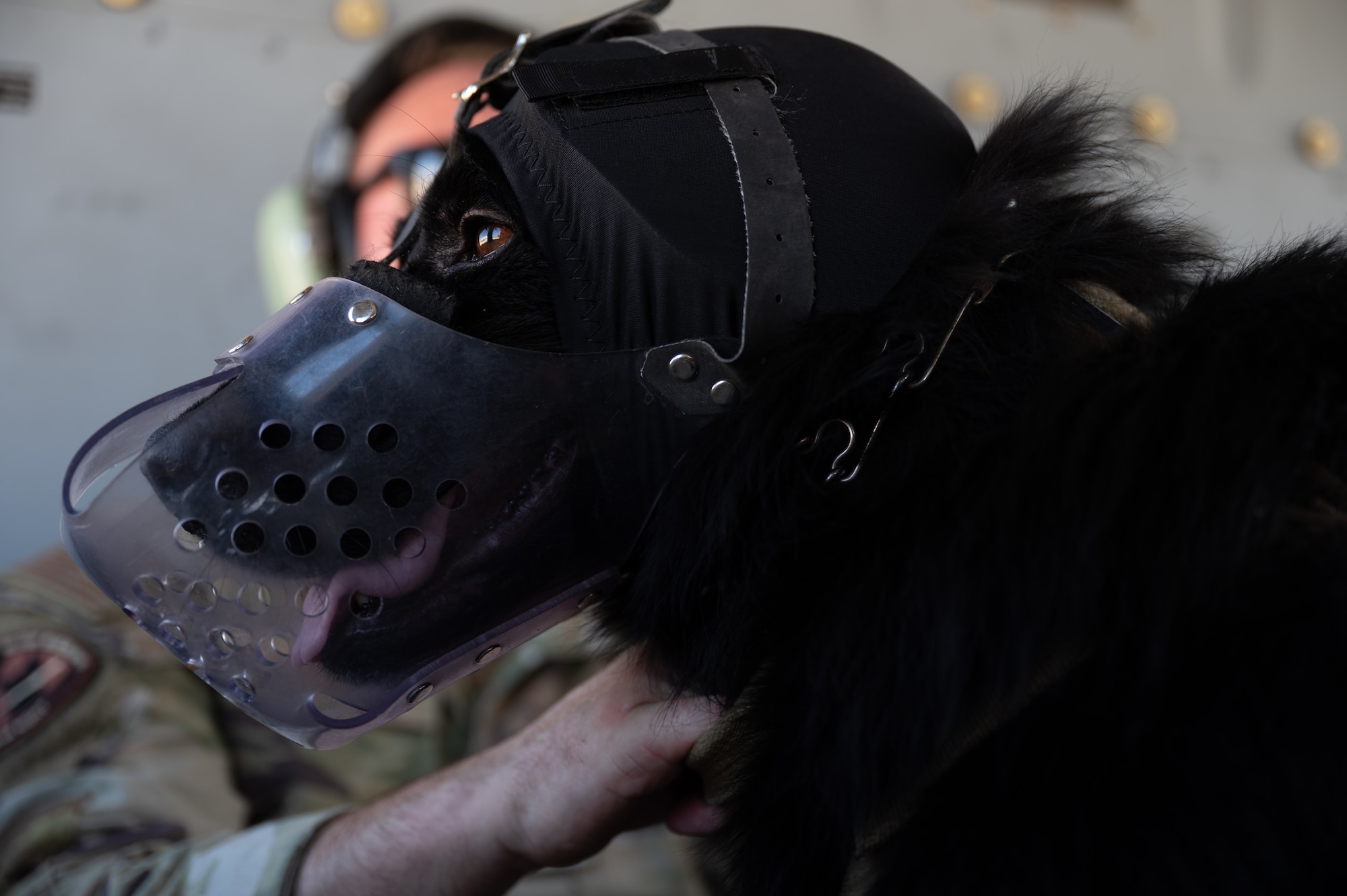 U.S. Air Force Staff Sgt. Ryan Duggan, 355th Security Forces Squadron military working dog handler, comforts a military working dog on board an HH-60W Jolly Green II helicopter above Davis-Monthan Air Force Base, Arizona, June 3, 2025. MWD handlers personally train their assigned dog in law enforcement, including how to detect drugs and explosives. (U.S. Air Force photo by Airman Jaden Kidd)