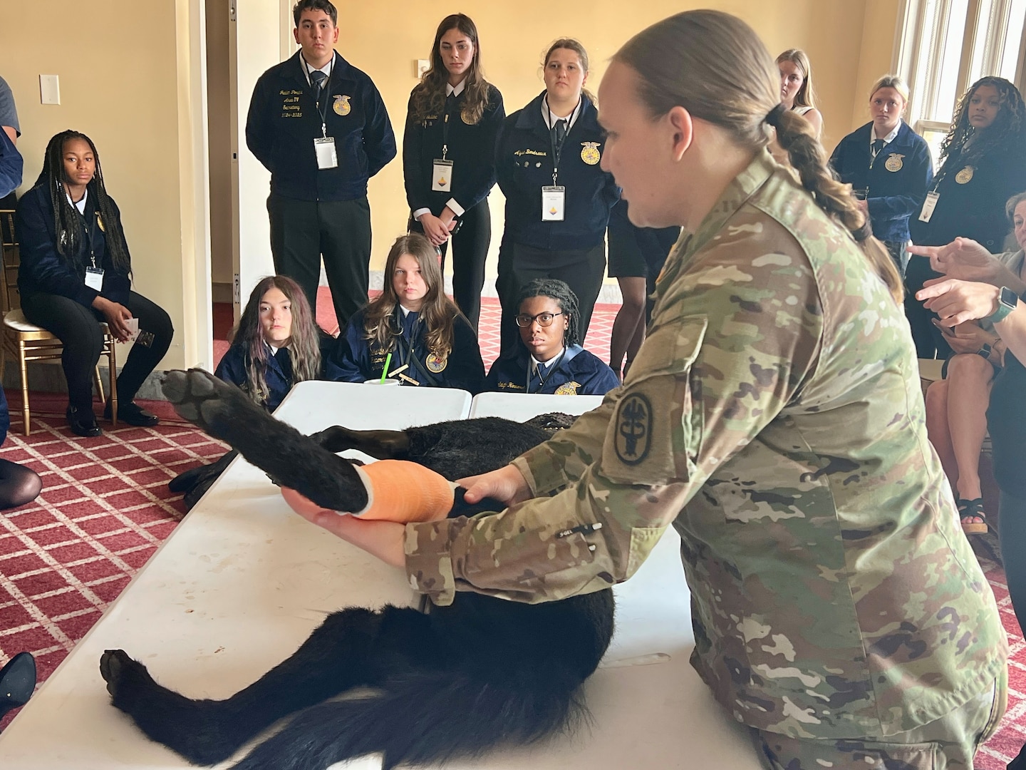 Veterinarian demonstrates care of an injured canine for class.