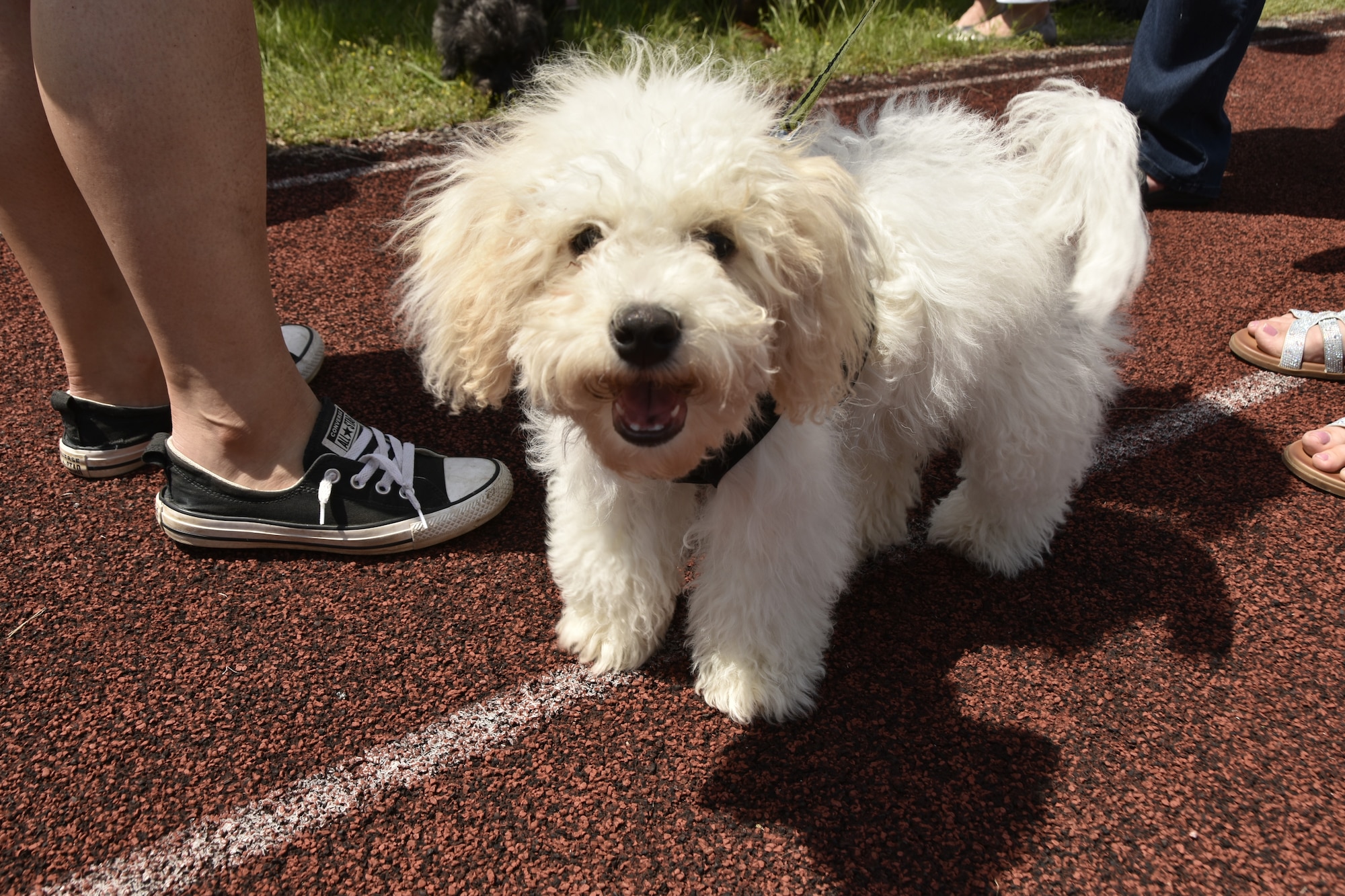 Teddy takes a break from all the petting for a photo during the “Operation Pupsicle” event hosted on May 15, 2025, by the Arnold Engineering Development Complex Information Protection Office at Arnold Air Force Base, Tenn., headquarters of AEDC, to coincide with National OPSEC Awareness Month. The AEDC IP team held events throughout May to promote the importance of operations security, more commonly referred to as OPSEC, among the AEDC workforce. (U.S. Air Force photo by Kali Bradford)