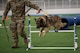 Airman 1st Class Joseph Silva, 5th Security Forces Squadron military working dog handler assigned to Minot Air Force Base N.D., runs his partner Hexo, through a dog agility course during the inaugural Police Week Top Dog of the Tundra Competition at Grand Forks Air Force Base, N.D., May 13, 2025.