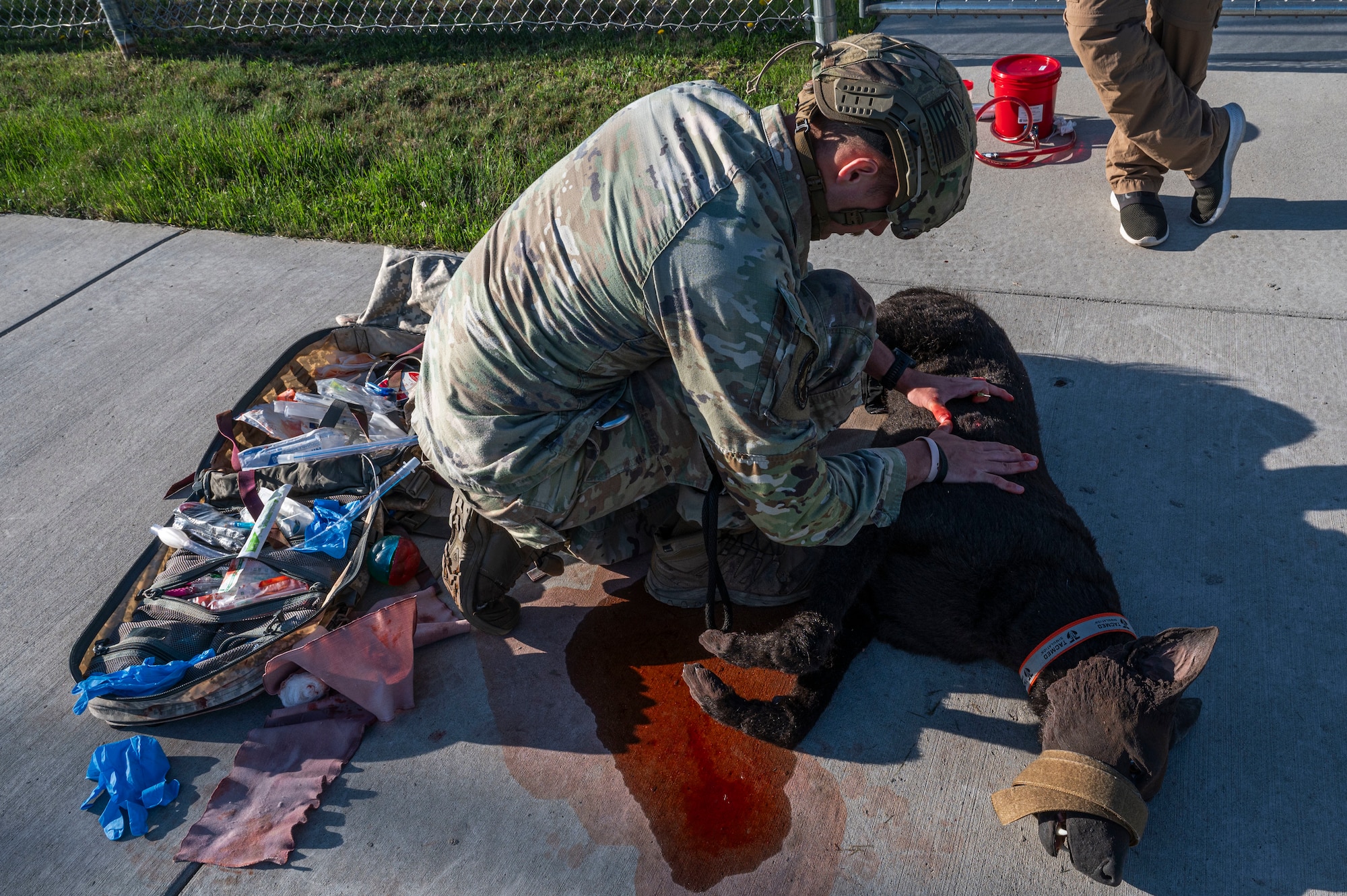 Senior Airman Caleb Manges, 319th Security Forces Squadron military working dog handler, trains in tactical combat casualty care on a Diesel Advanced Canine Medical Trainer at Grand Forks Air Force Base, N.D., May 13, 2025.