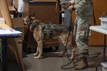 A military working dog team from Minot Air Force Base, N.D., conducts a detection exercise as part of the inaugural Police Week Top Dog of the Tundra Competition at Grand Forks Air Force Base, N.D., May 13, 2025.