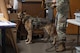 A military working dog team from Minot Air Force Base, N.D., conducts a detection exercise as part of the inaugural Police Week Top Dog of the Tundra Competition at Grand Forks Air Force Base, N.D., May 13, 2025.
