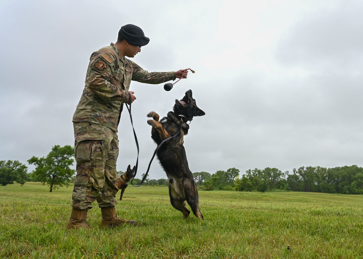 A man in a military uniform holds a dog toy while his dog stands to grab it.