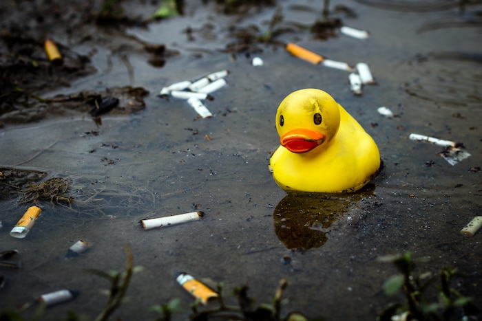 Photo shows a rubber duck floating in water surrounded by cigarette butts.