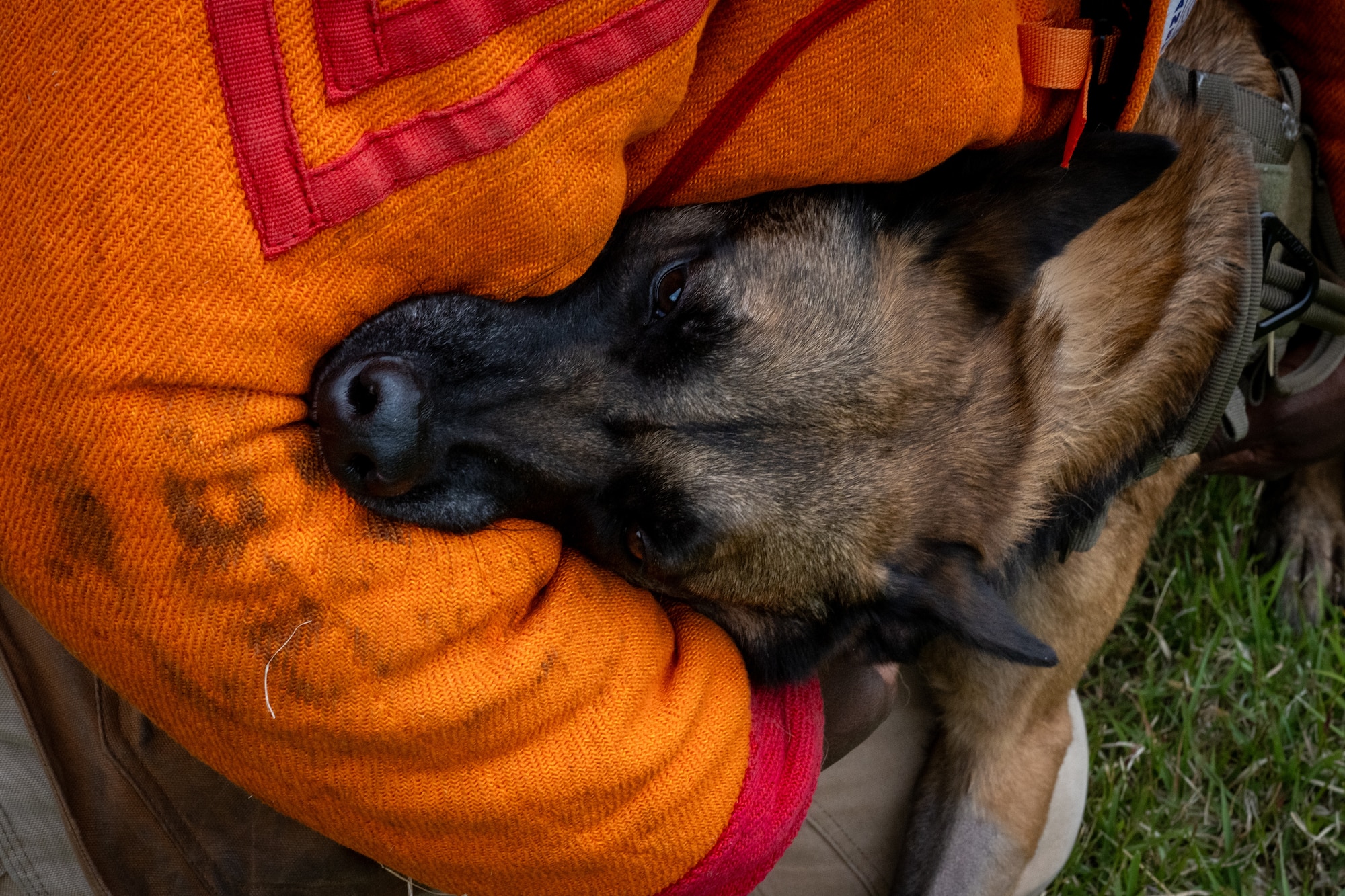 Clinton, 35th Security Forces Squadron (SFS) military working dog (MWD), bites U.S. Air Force Senior Airman Sankung Barrow, 35th SFS MWD trainer, during a demonstration