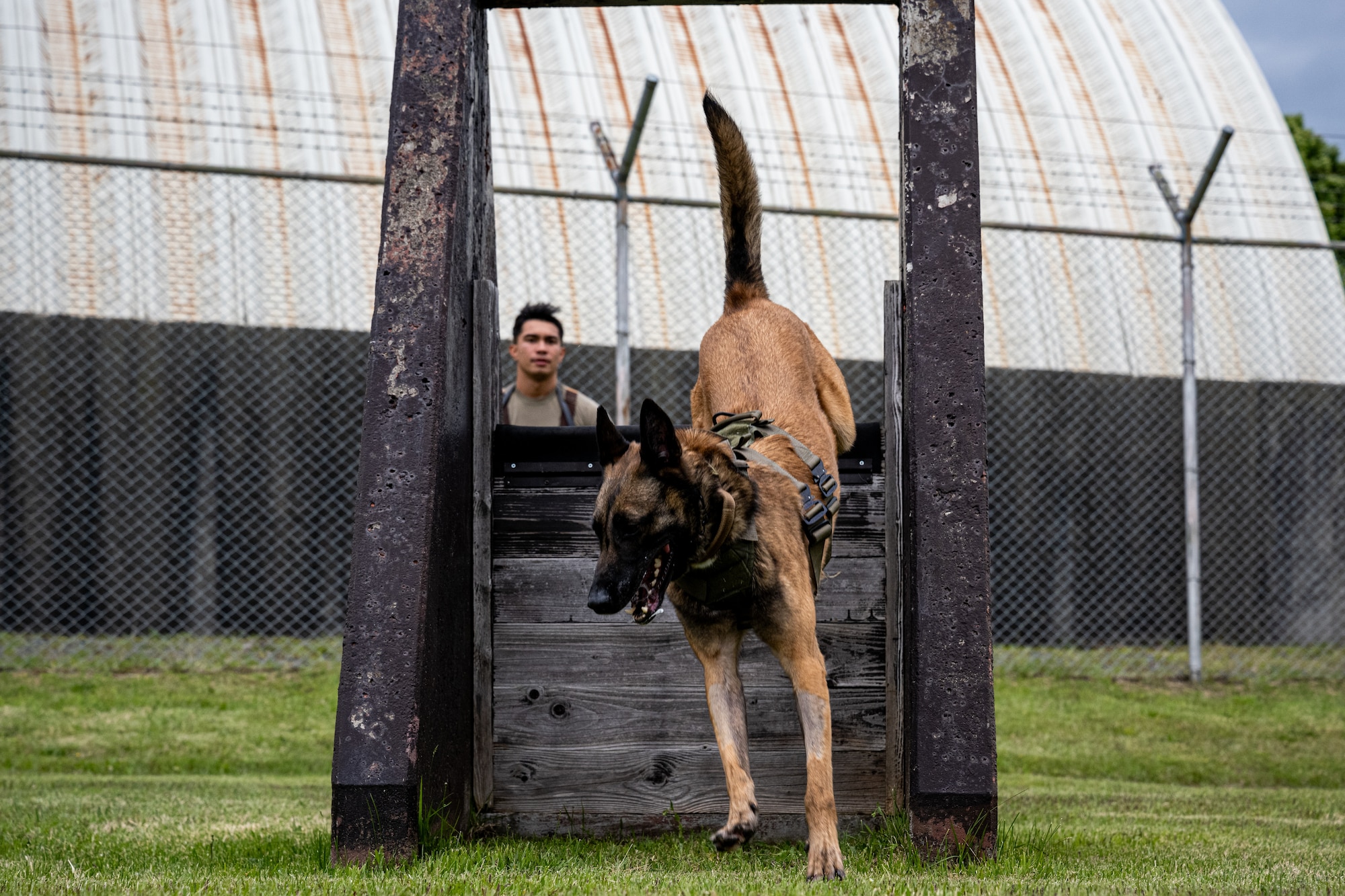 Clinton, 35th Security Forces Squadron military working dog (MWD), jumps over an obstacle during a demonstration