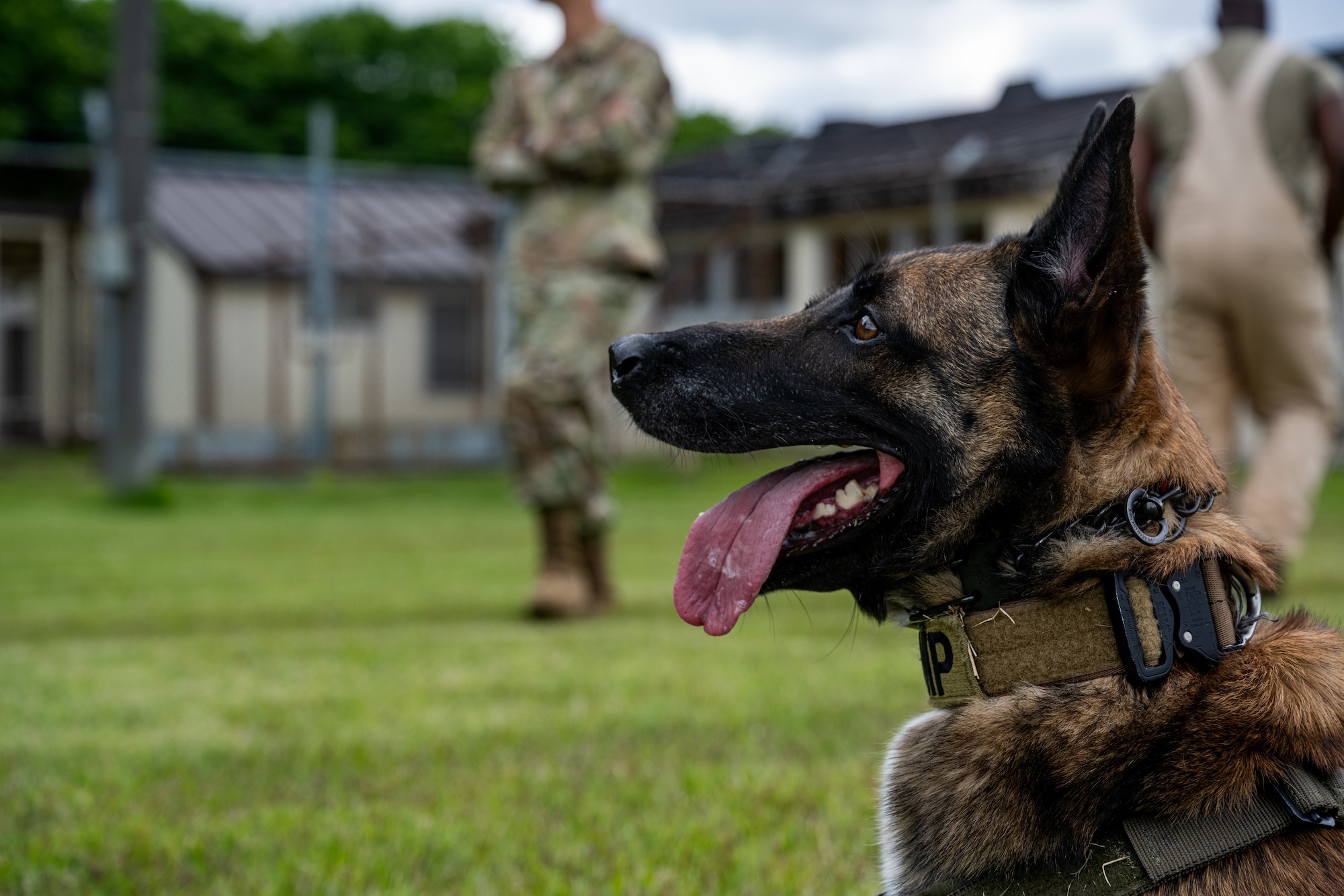 Clinton, 35th Security Forces Squadron military working dog, waits for instruction during a demonstration at Misawa Air Base, Japan, June 5, 2025.