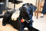 Photo of CRDAMC's Facility Dog Solomon