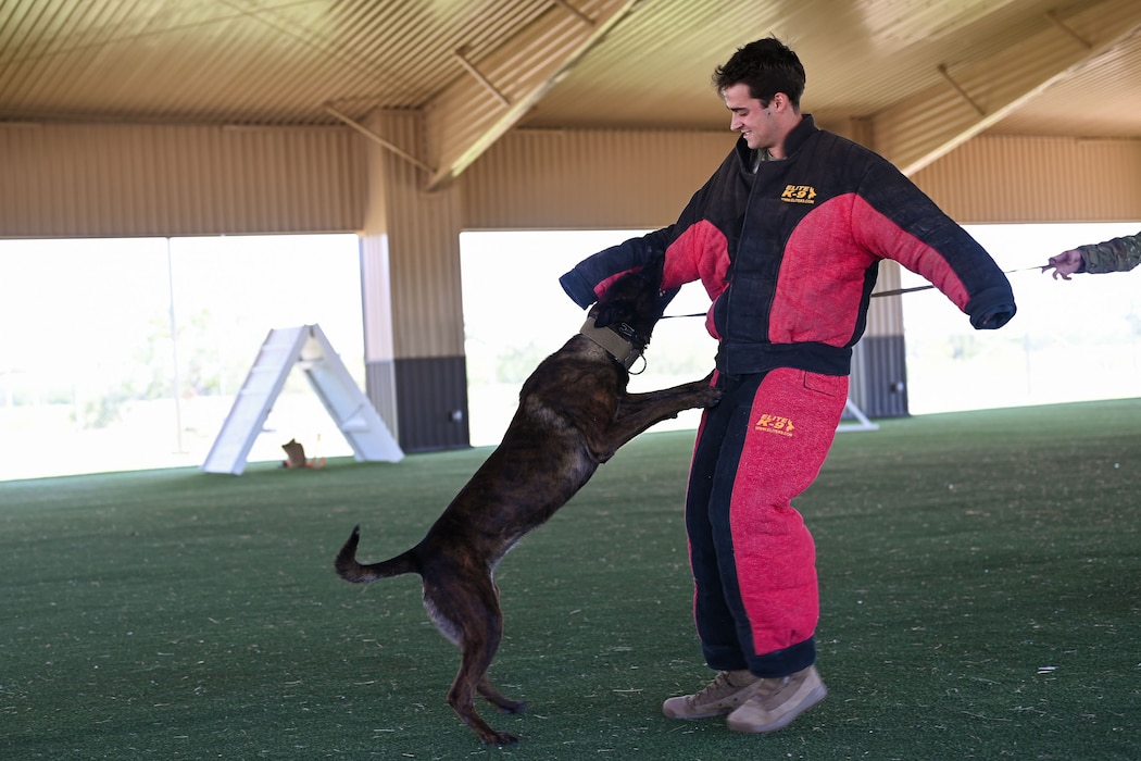 Borys, 17th Security Forces Squadron military working dog, bites U.S. Air Force Cadet Huck Patton during the OPS Air Force Goodfellow Air Force Base visit at the 17th SFS kennels, Goodfellow AFB, Texas, June 9, 2025. The 17th SFS mission is to protect, defend, and fight by delivering world-class Air Base Ground Defense and enabling full-spectrum combat operations. (U.S. Air Force Senior Airman Evelyn J. D’Errico)