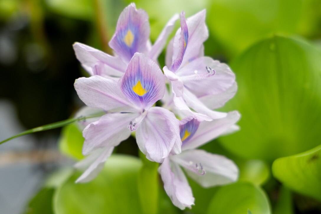 Picture of a flower.