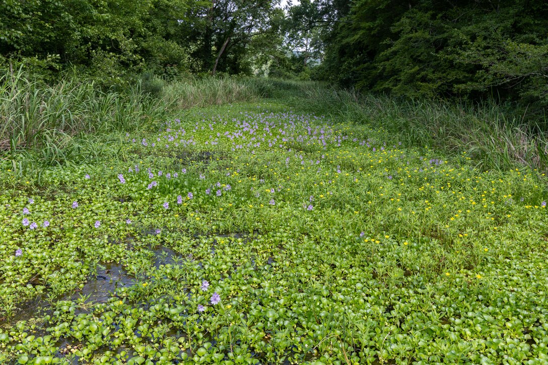 Picture of a swamp.
