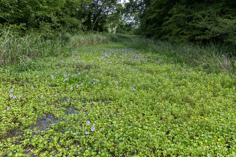 Picture of a swamp.