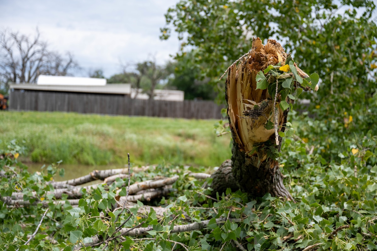 A fallen tree lies.