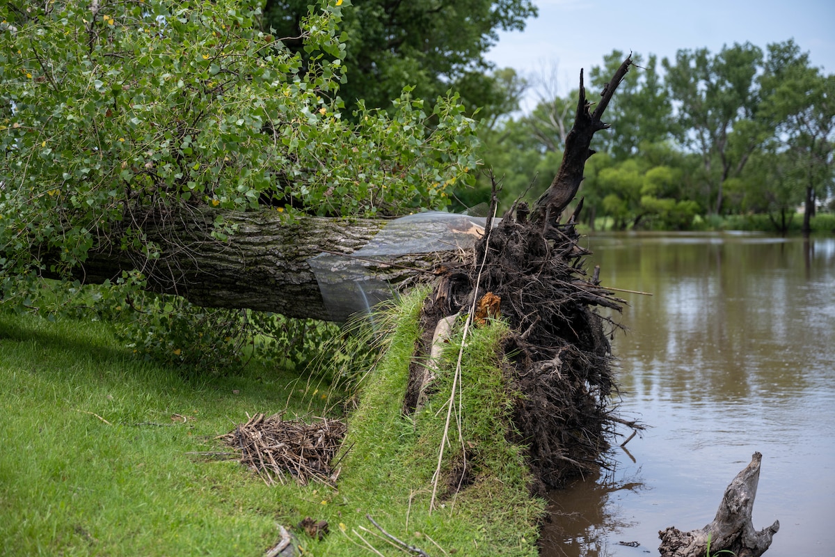 A tree is unearthed.