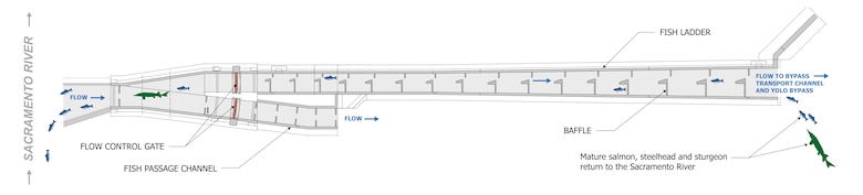 A diagram shows an overhead view of the Sacramento Weir fish passage structure, displaying the dual-channel design with flow control gates, fish ladder and baffle system.