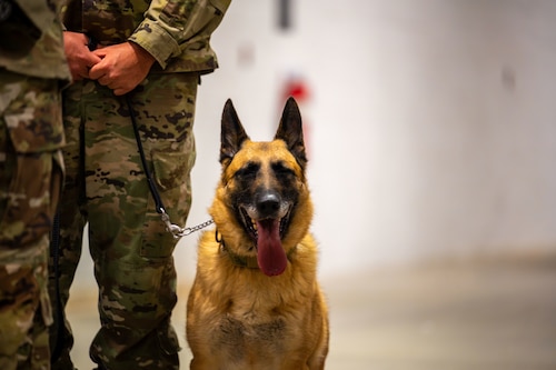 Military Working Dog Misha sits by her handler during her retirement ceremony June 10, 2025, at Wright-Patterson Air Force Base, Ohio. Misha worked more than 80 Secret Service missions, executed over 3,000 hours of anti-terrorism measures and delivered more than 100 canine demonstrations to the public. (U.S. Air Force photo by Jack Gardner)