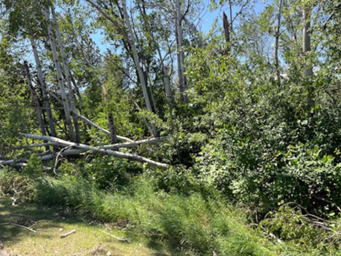 Fallen trees at a campsite.