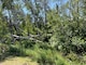 Fallen trees at a campsite.