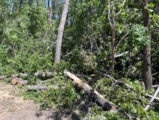 Fallen trees at a campsite.