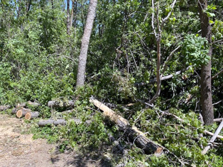 Fallen trees at a campsite.