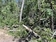 Fallen trees at a campsite.