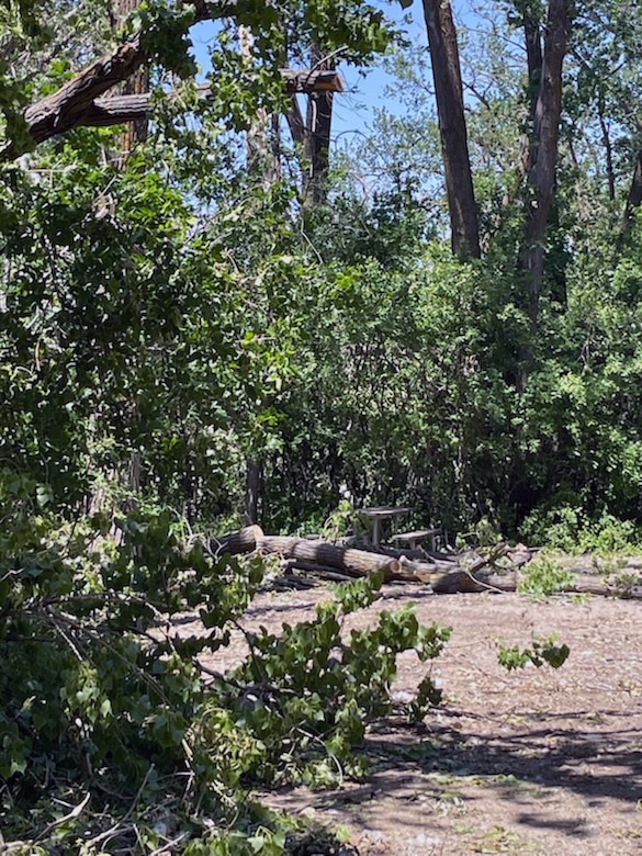 Fallen trees at a campsite.