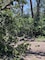 Fallen trees at a campsite.