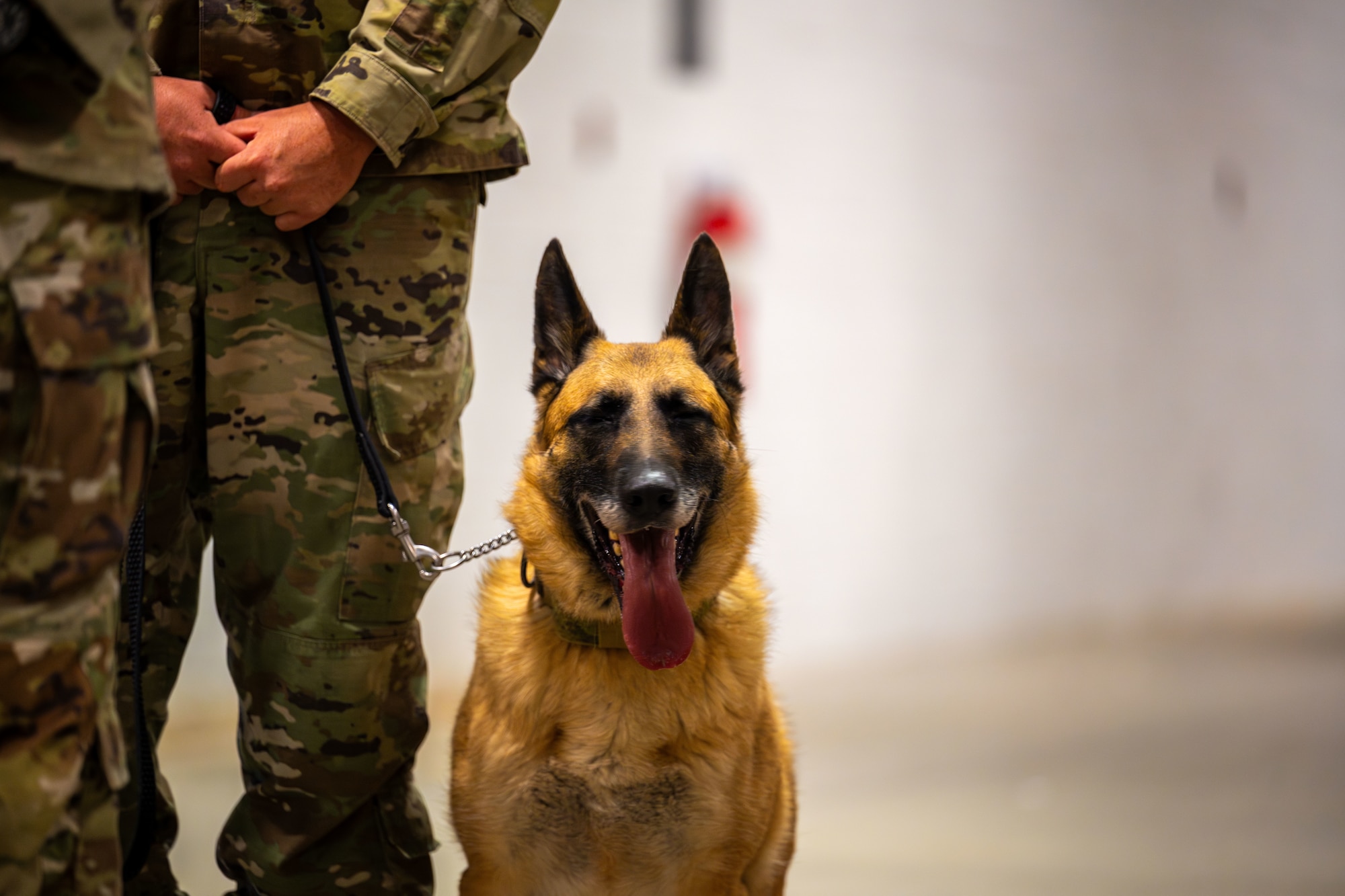 Military working dog. 