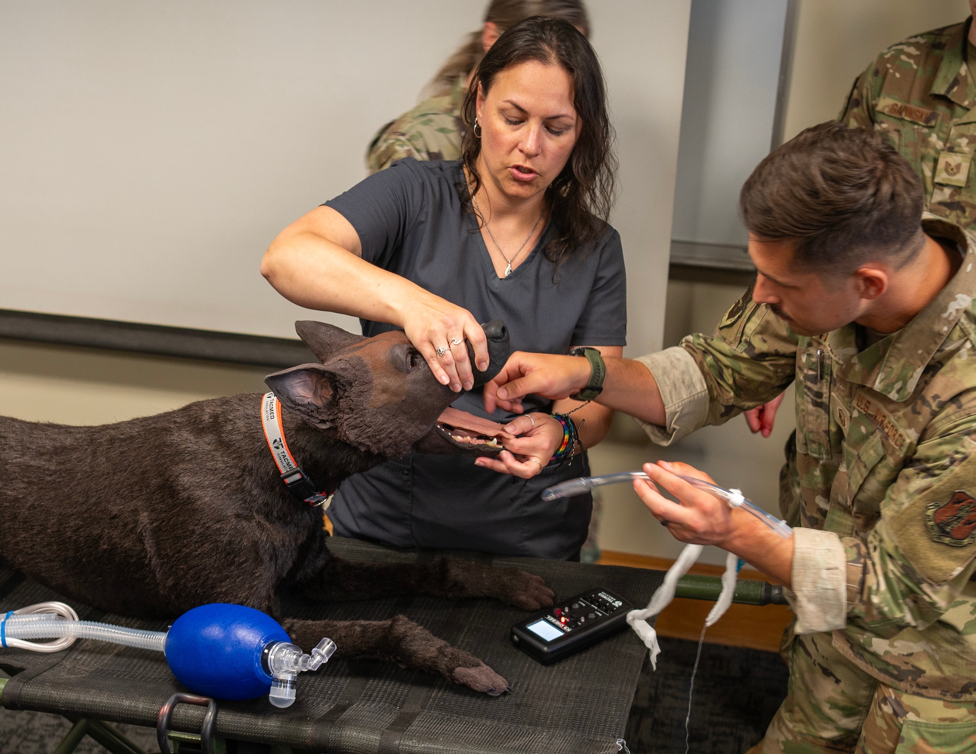 Link - 133rd Medical Group Canine Training