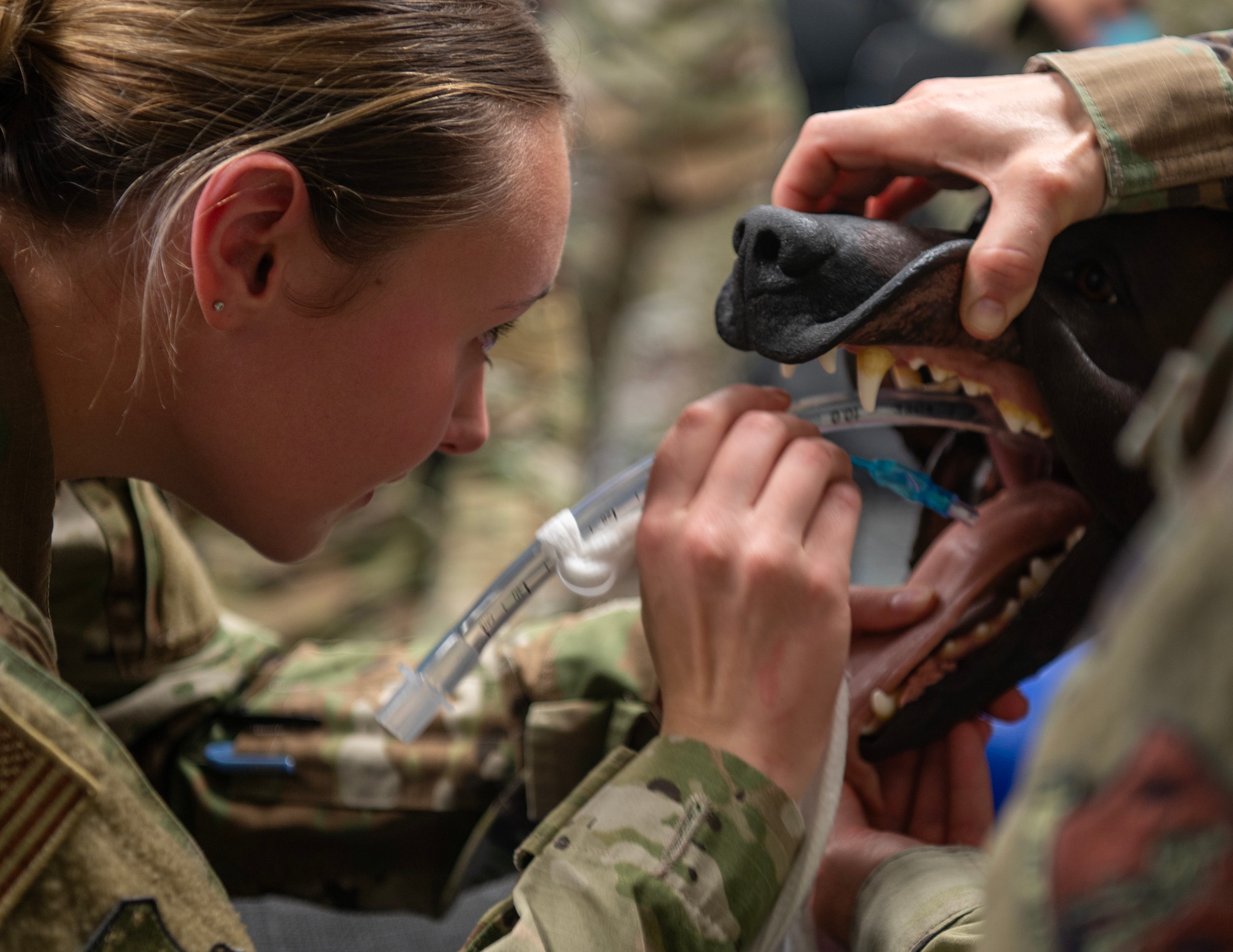 Link - 133rd Medical Group Canine Training